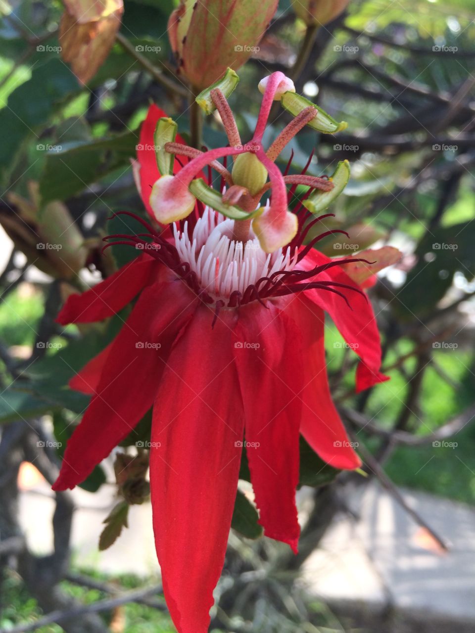 Flower in bloom . El Salvador 