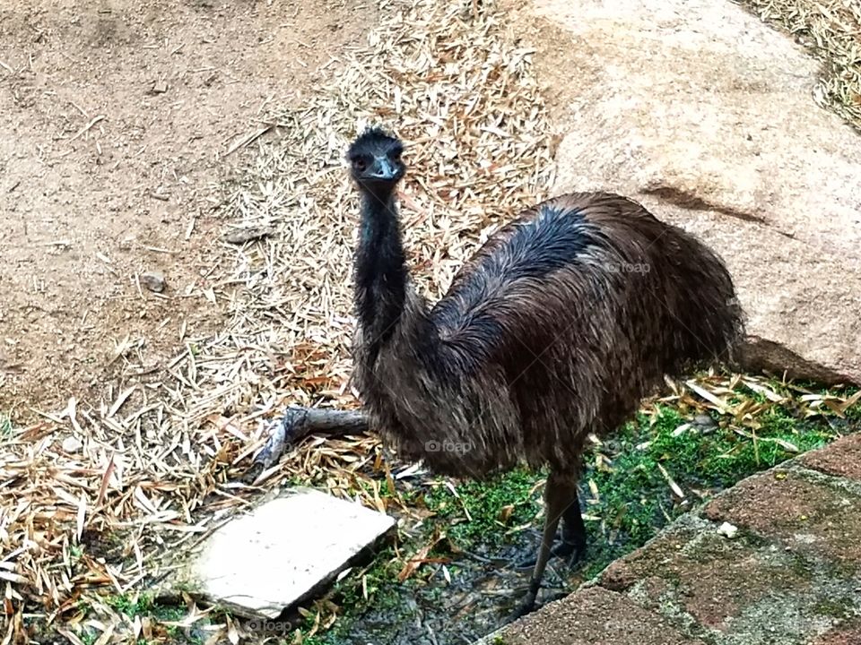 Ostrich - Nehru Zoological Park