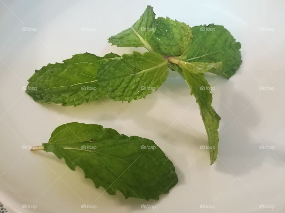 Basil leaves, thai herb mint leaves