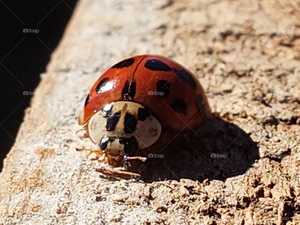 ladybug