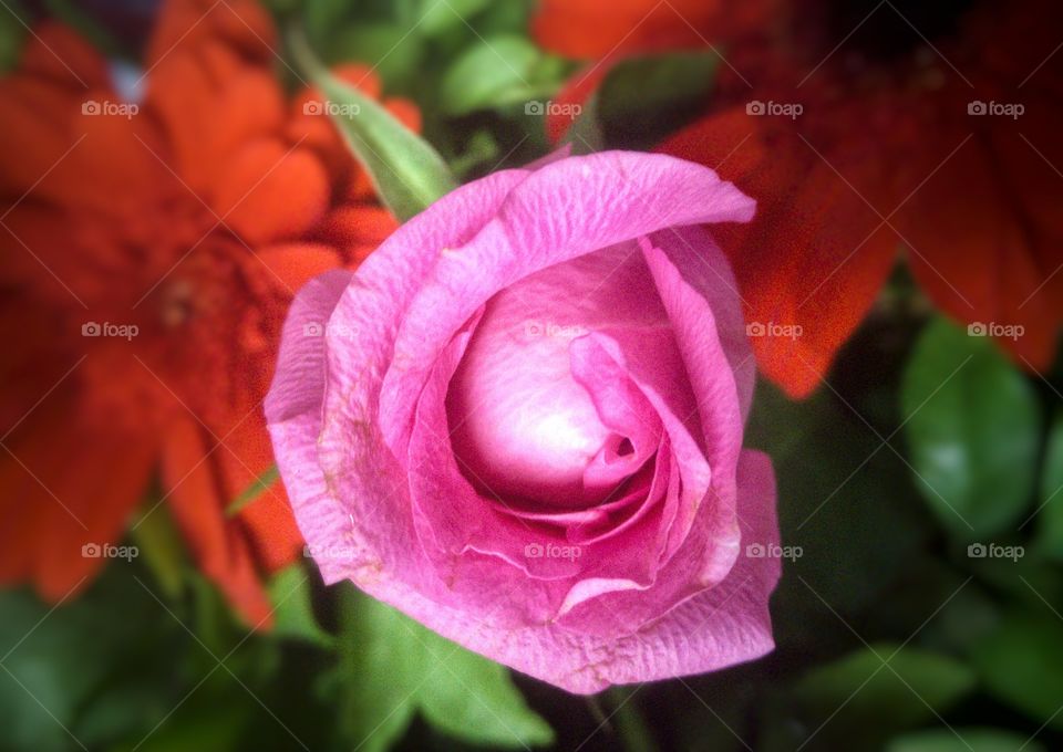 beautiful pink rose in my bouquet...