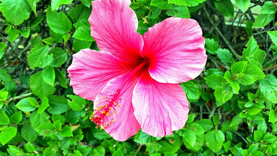 Hibiscus. Pink Hibiscus in bloom!