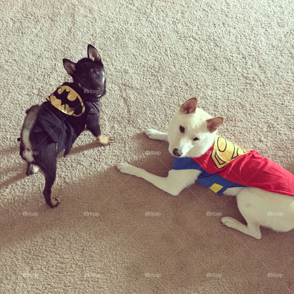 Halloween Costumes. My Shibas dresses as batman and superman. 
