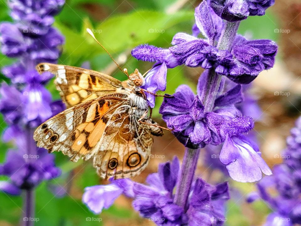 Butterfly pollinating a purple mystic spires flower