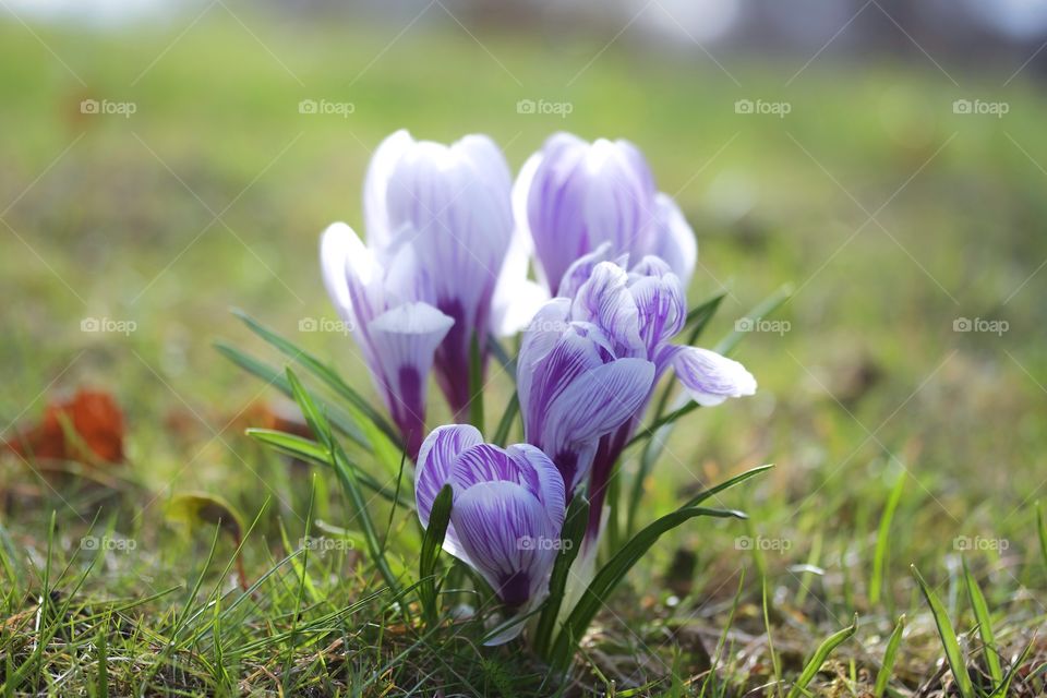 Crocus flowers in the park