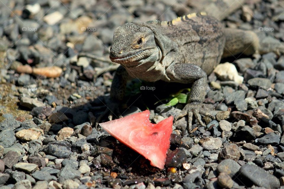 Iguana