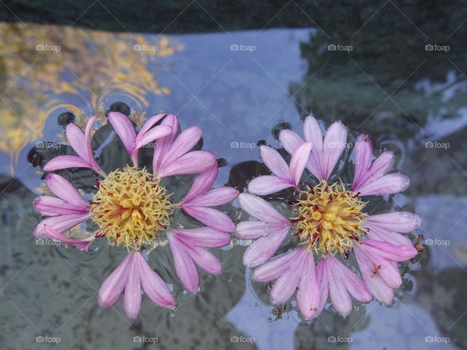 Pink flowers