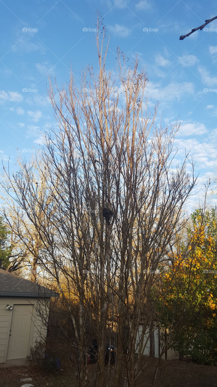 Bird nest in Winter/Fall Tree