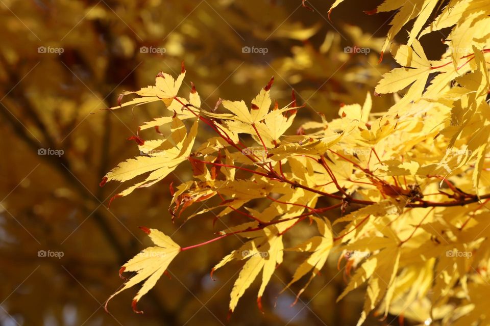 Yellow leaves on a tree in autumn 