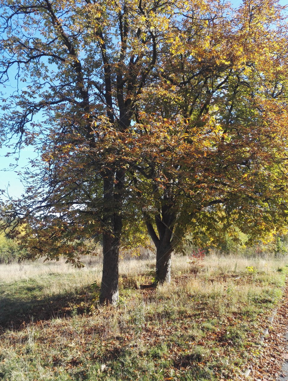 Bäume des Lebens