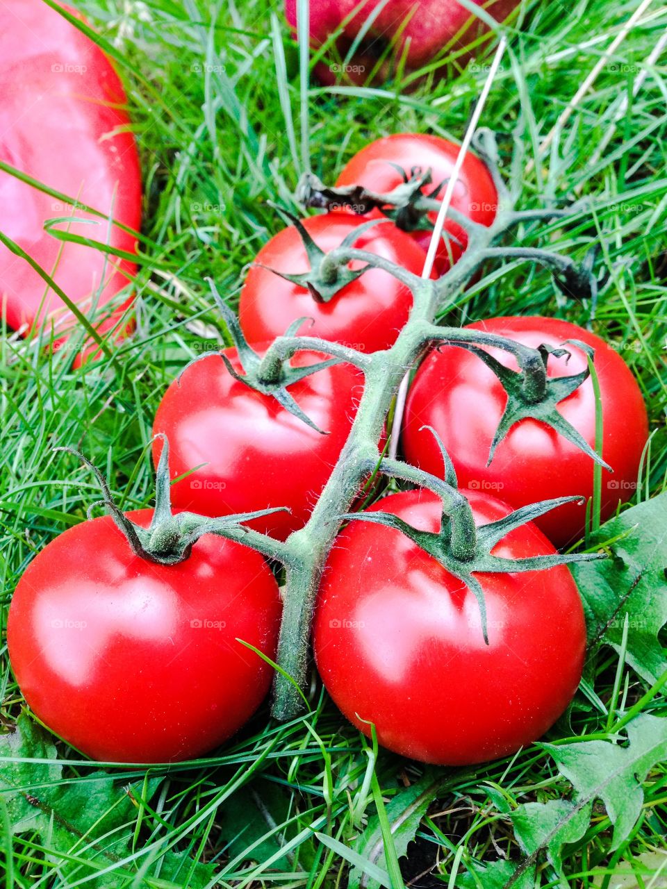 tomatoes tomatoes
