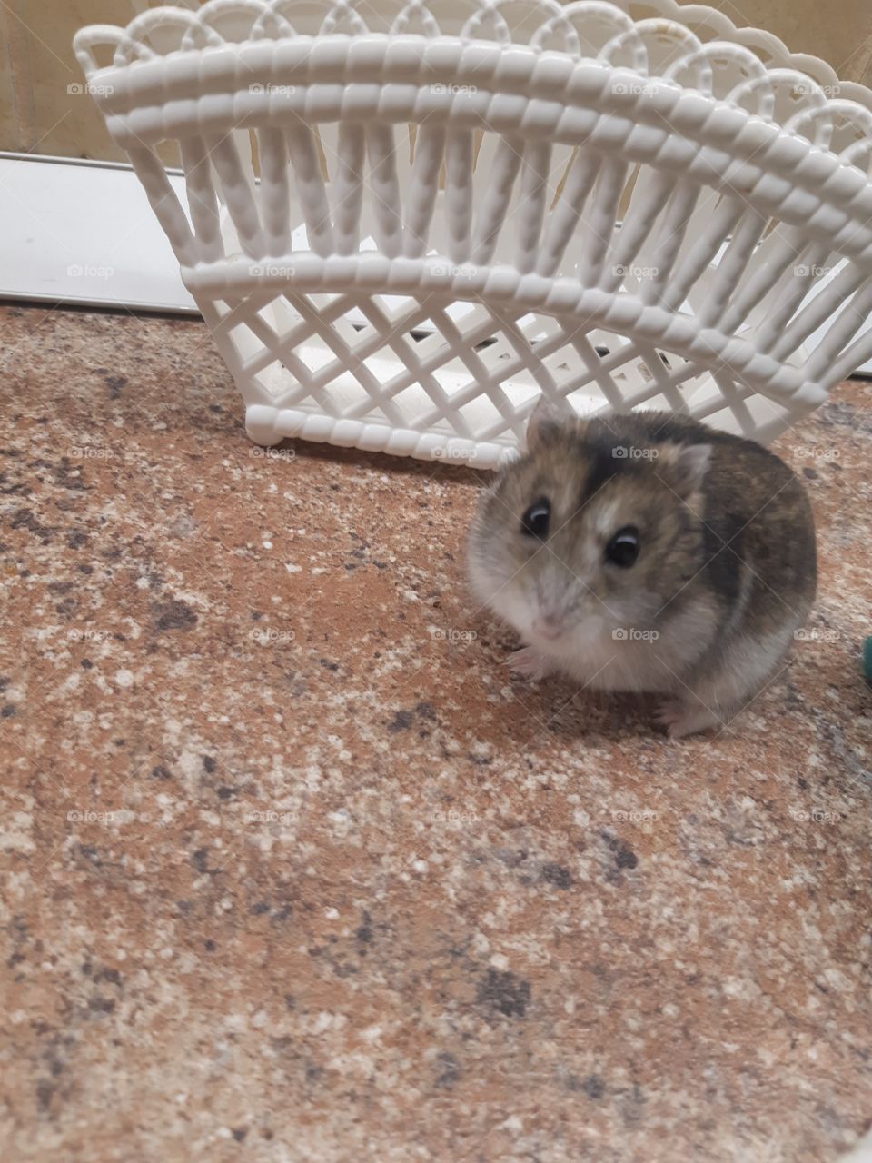 Мой домашний питомец- хомяк🐹 Его имя - Жидкий😁
My pet - hamster🐹 His name is "Liquid"😁