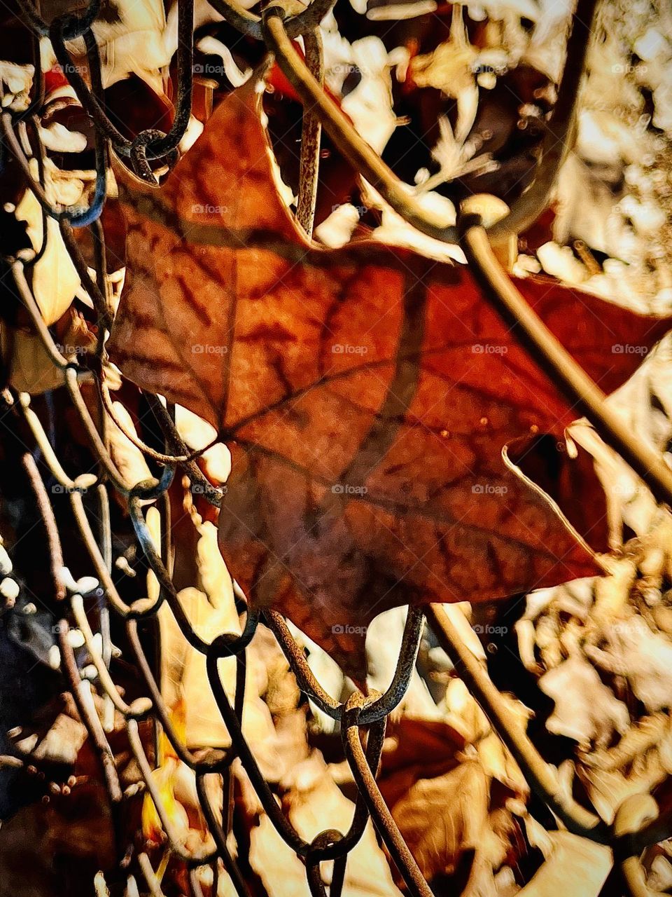 Fall Leaf In A Fence