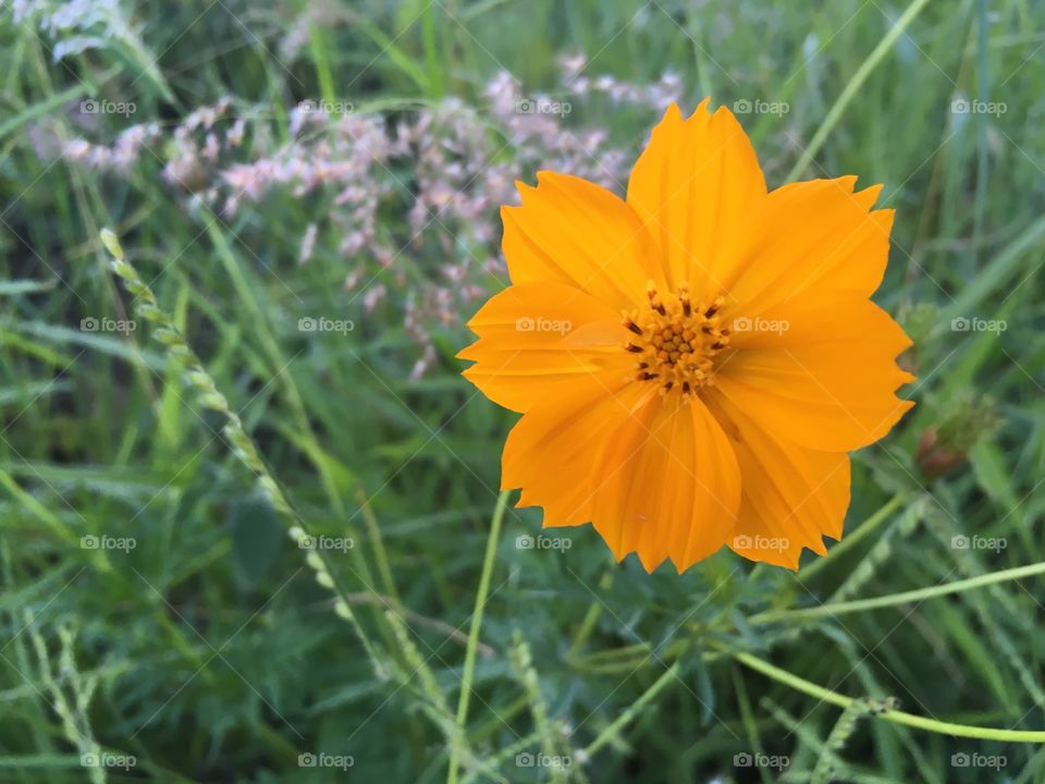Flores 
Yellow flower