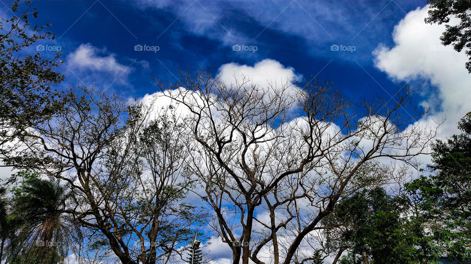 tree of clouds