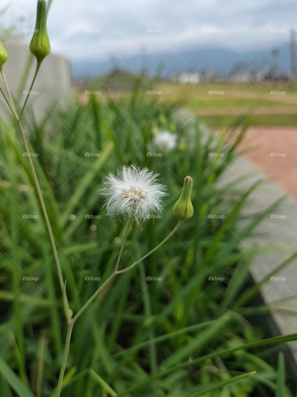fluffy white flowers blowing in the wind