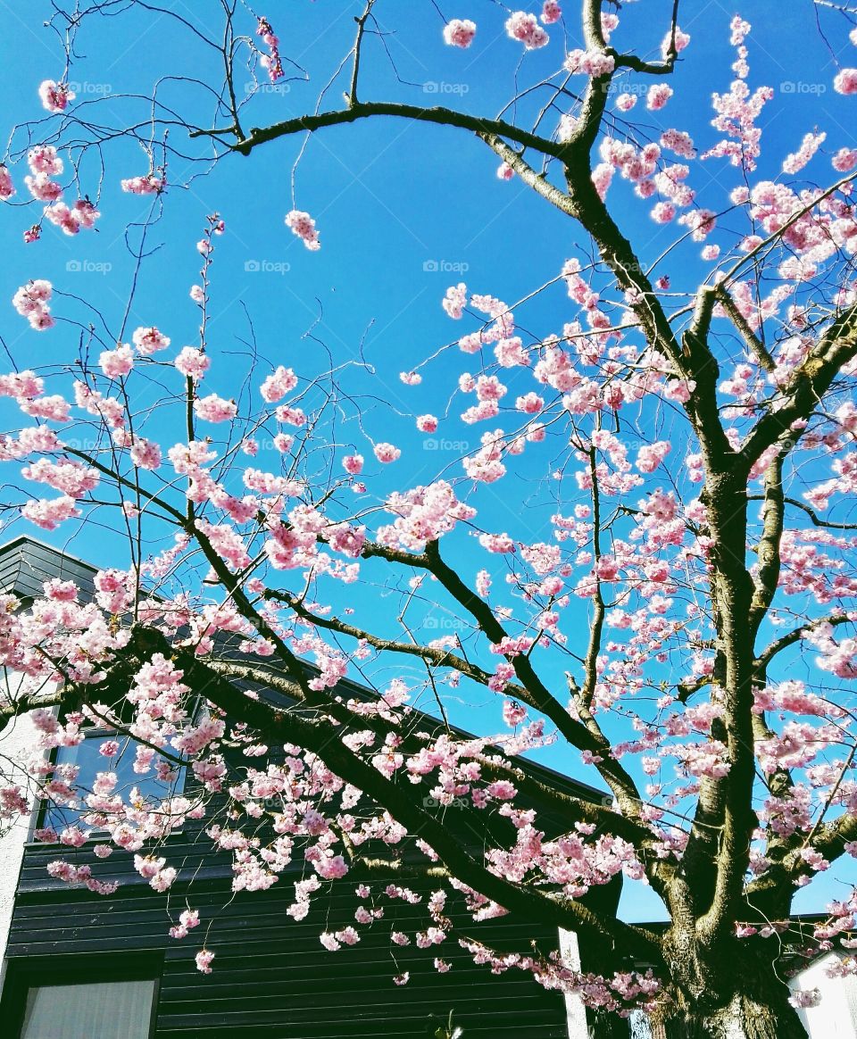 pink cherry tree on blue sky