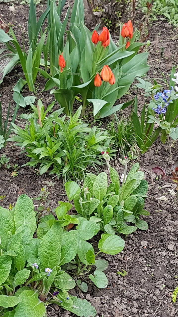 red and violet flowers in the garden