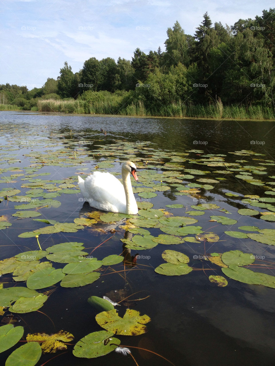 nature water lake swan by carina71
