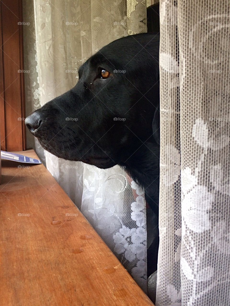 Black lab looking through the curtains 