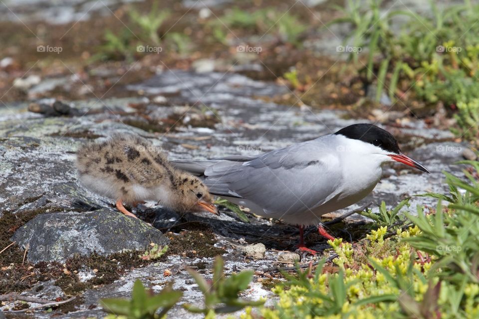 Seagulls family . Seagulls family 