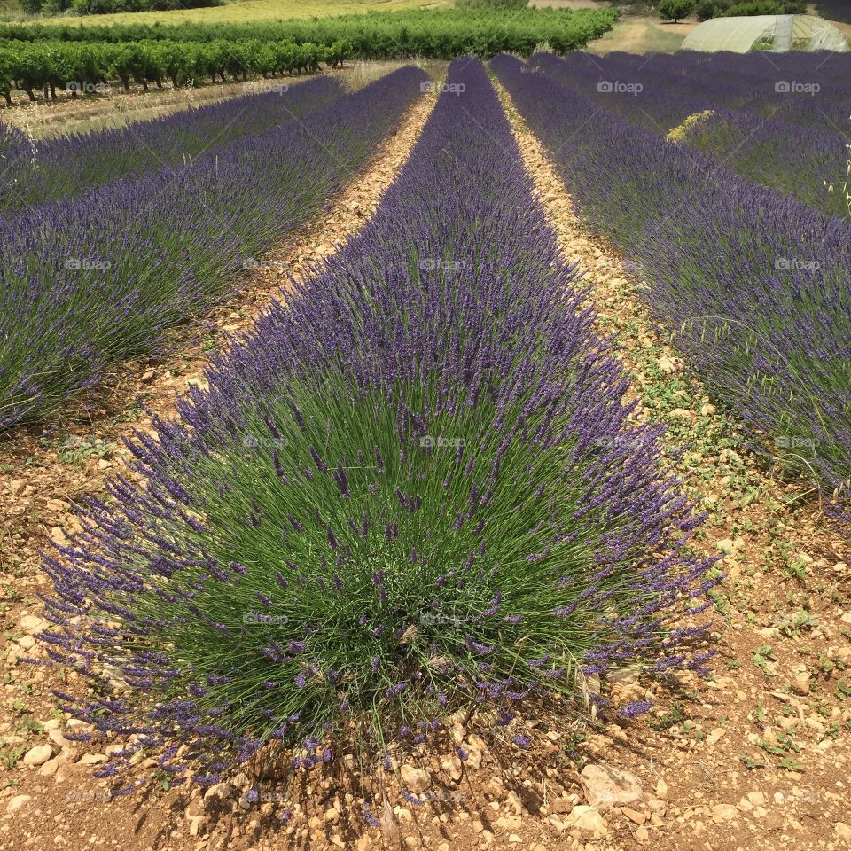 Lavender France
