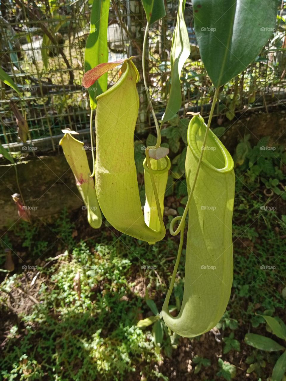 Nepenthes