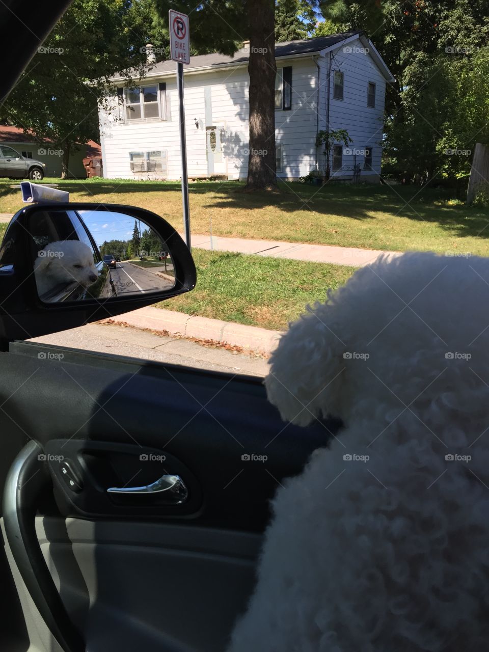 Biggy reflections . Just taking a drive with a cute white dog
