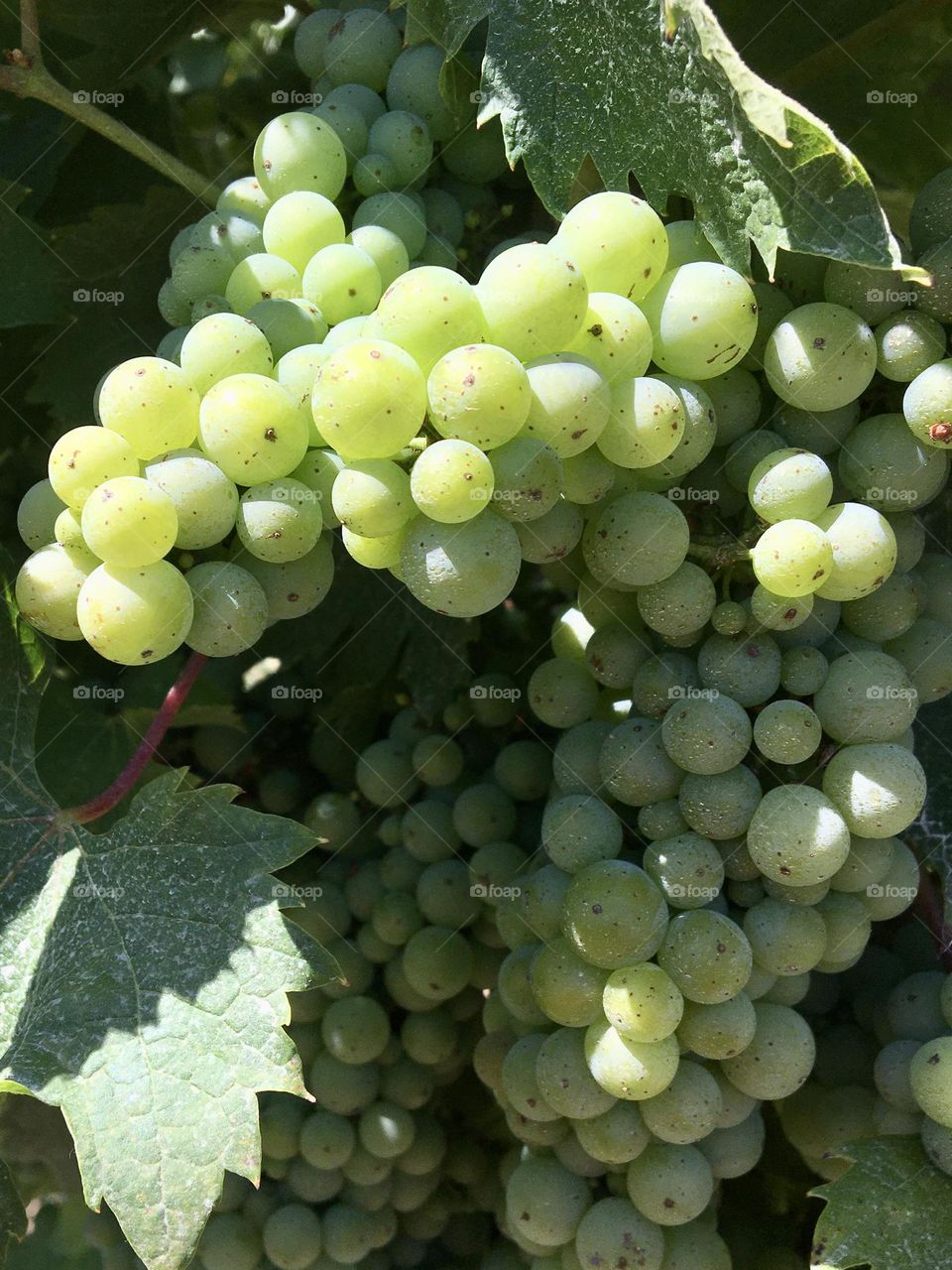 White grapes in sunlight from vineyard 