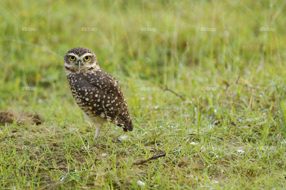 Owl yellow eyes.