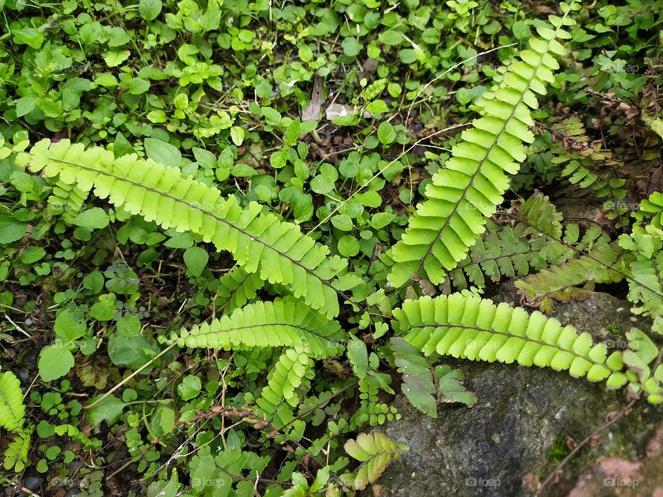 Fishbone fern