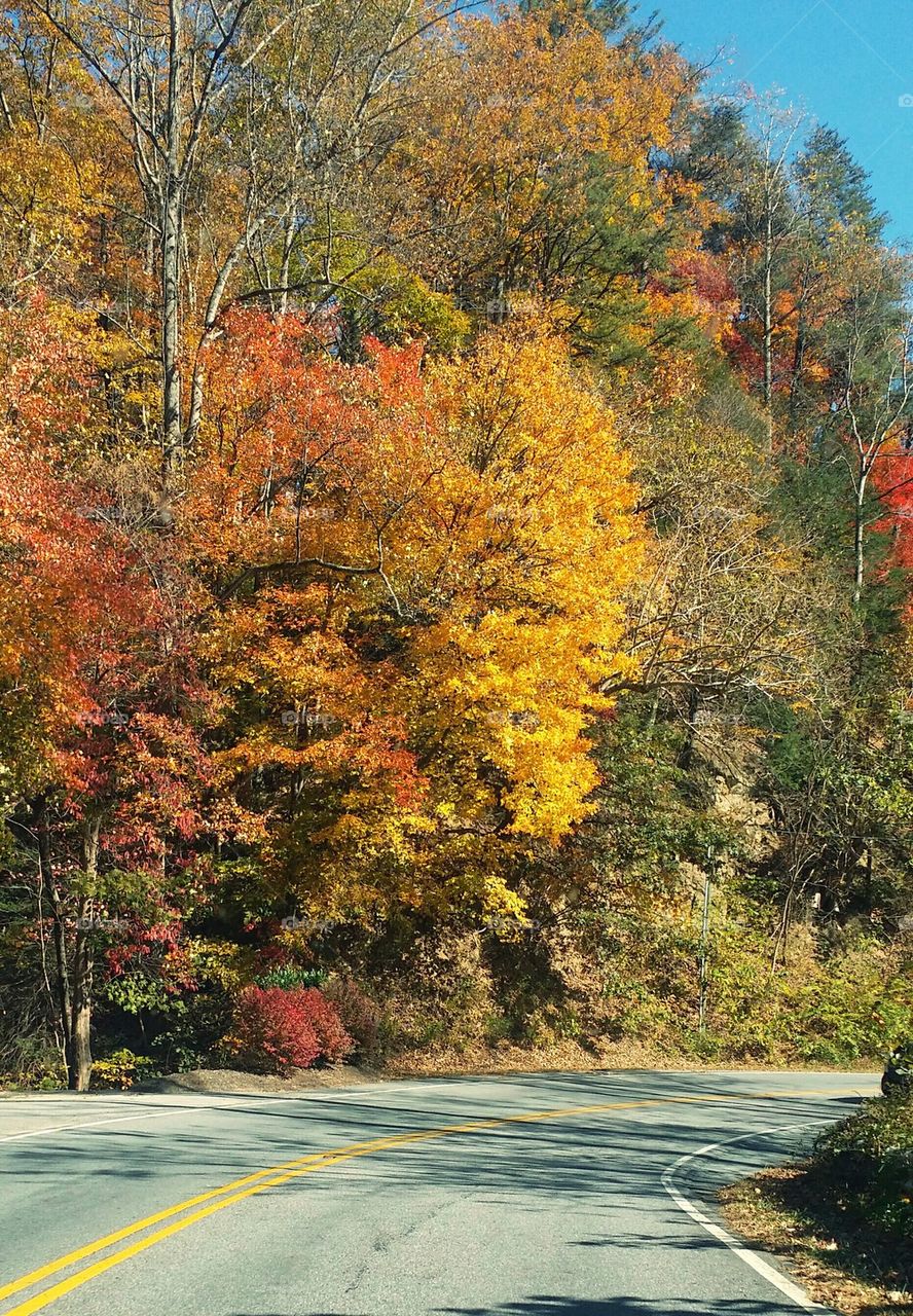 A road passing through autumn trees
