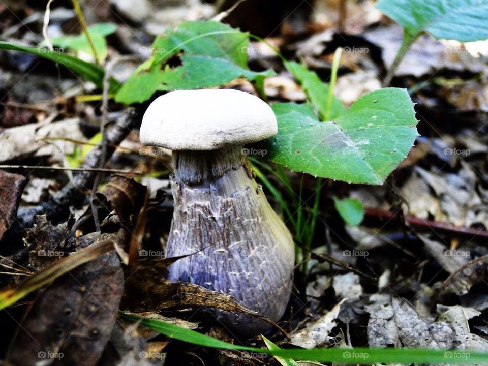 Mushroom I 