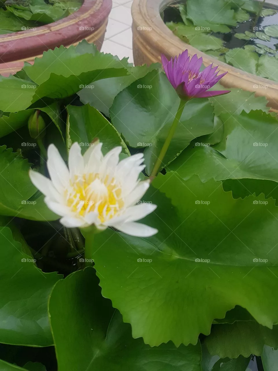 colored lotus