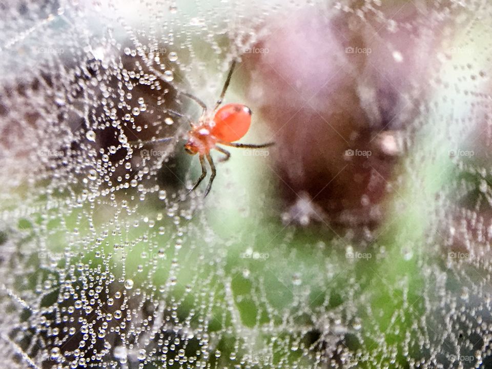 Macro spider 