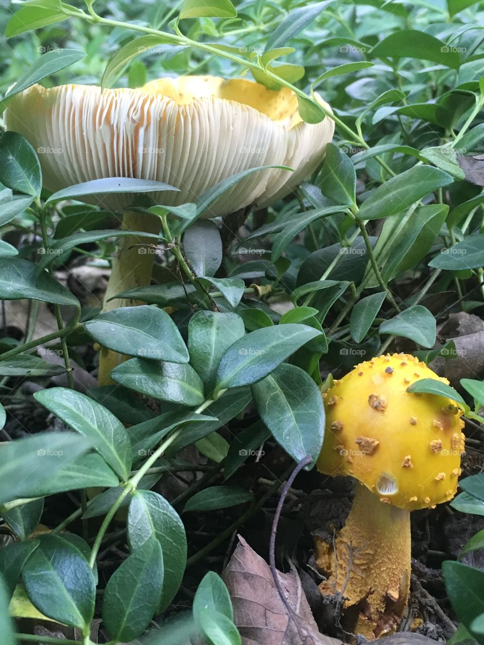 Mushroom with upturned gills alongside smaller yellow mushroom 