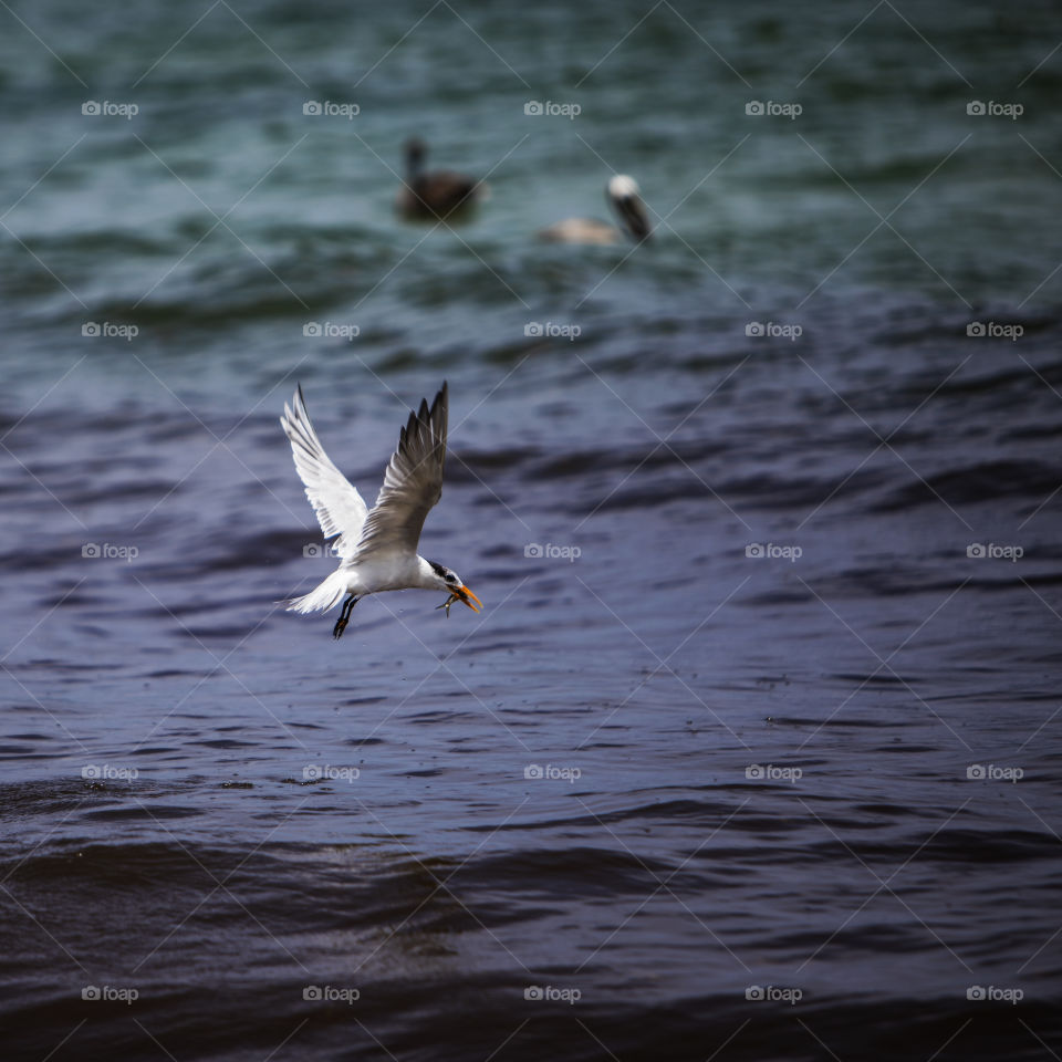 Gull Flying In For Lunch