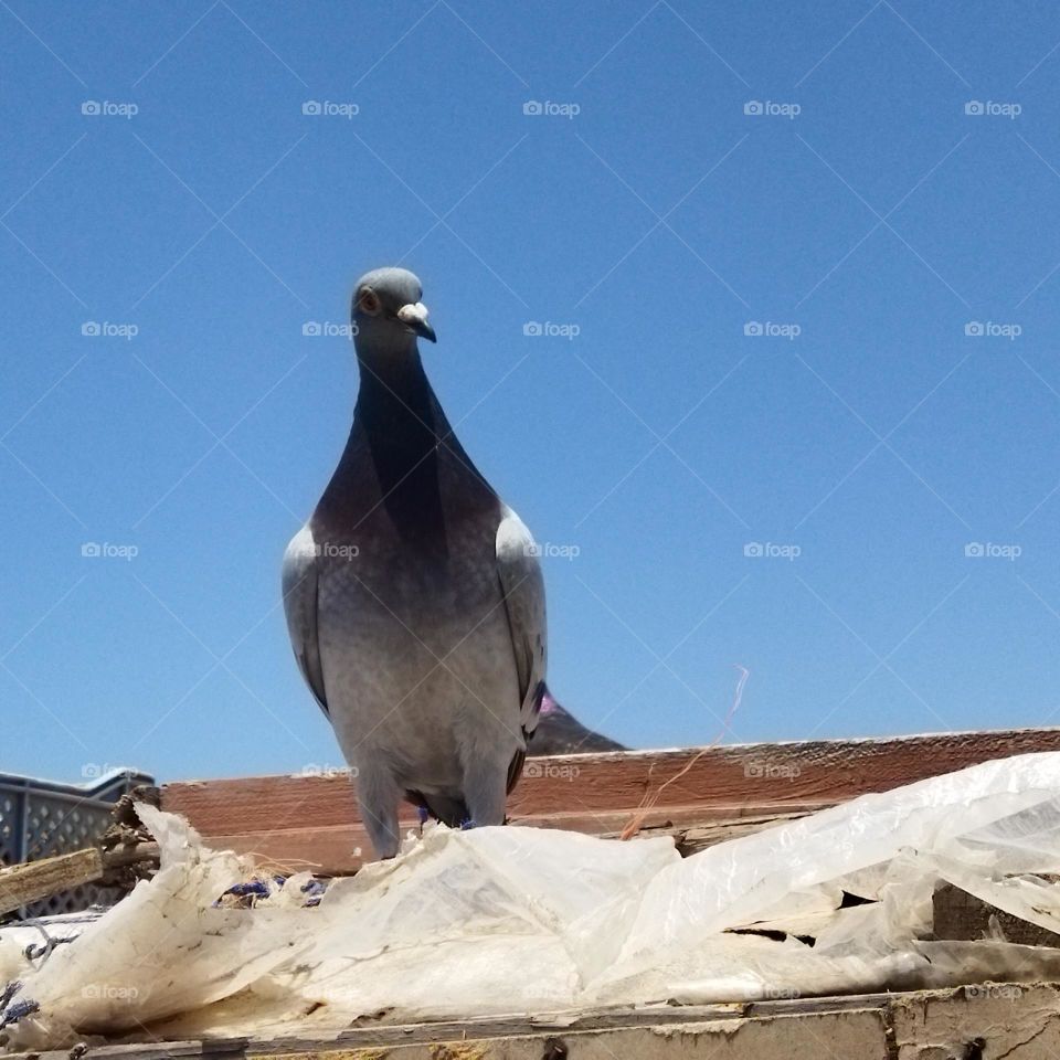 beautiful pigeon looking at camera