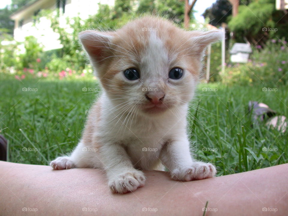 Another Kitten 