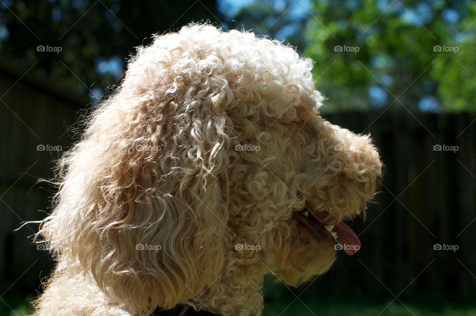 Puppy Relaxing . A puppy relaxing and cooling off on a hot summer day. 