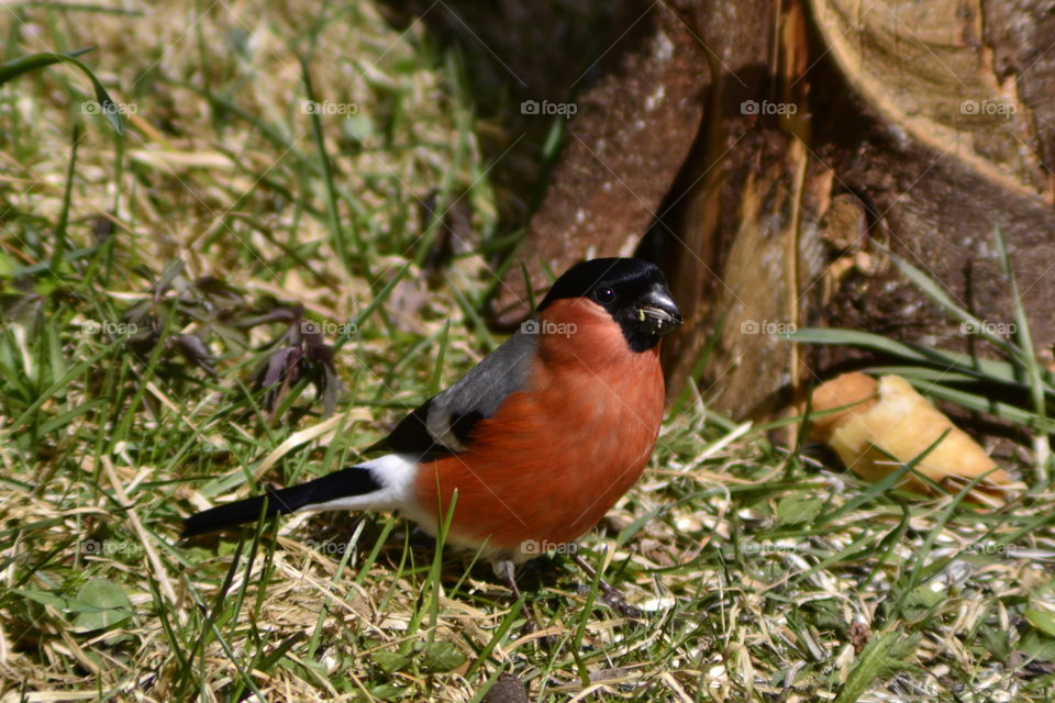 Male bullfinch