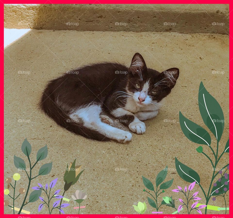 A very adorable kitten.