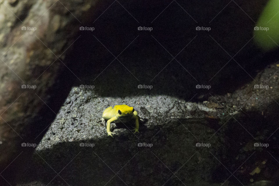Yellow dart frog - gul groda