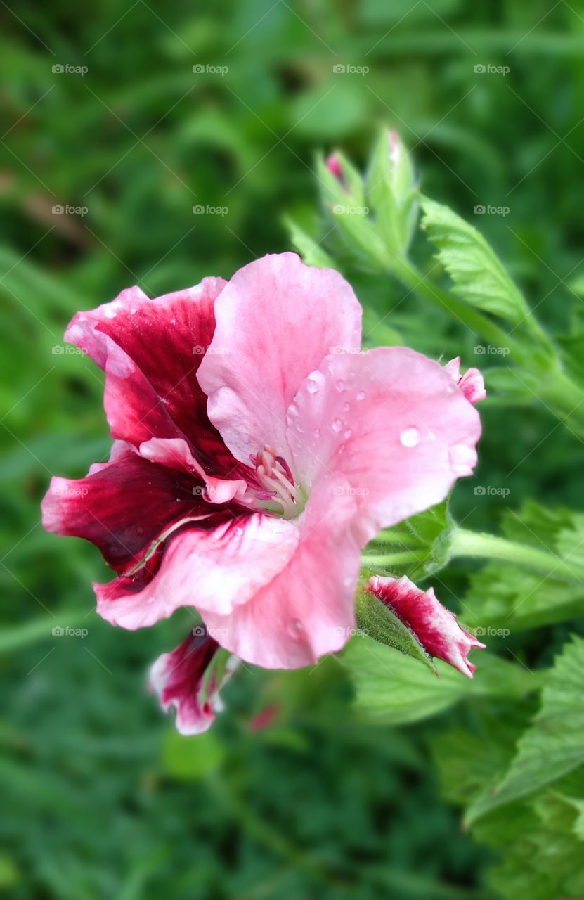 pink flower