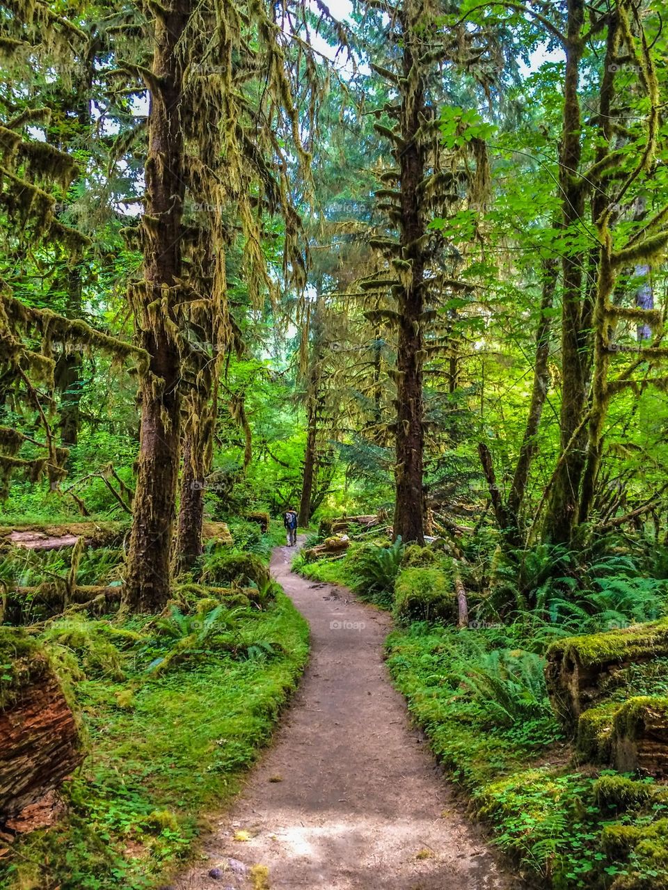 Hoh rainforest