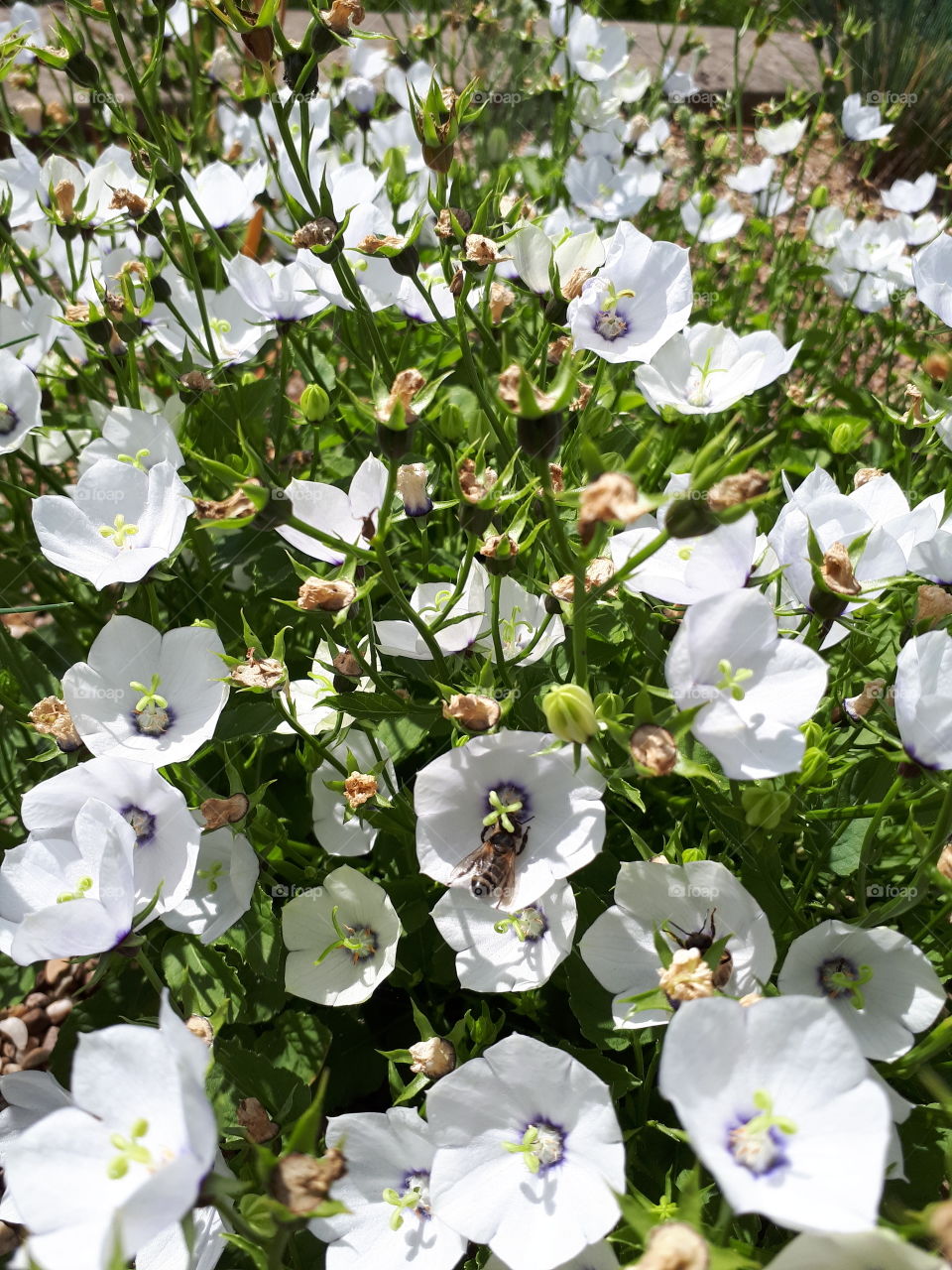 Floral Cups