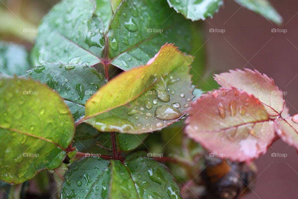 leaf autumn drops natural by kandovit