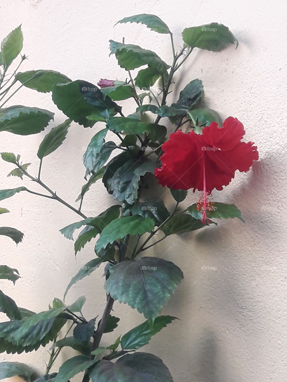 beautiful hibiscus flowers