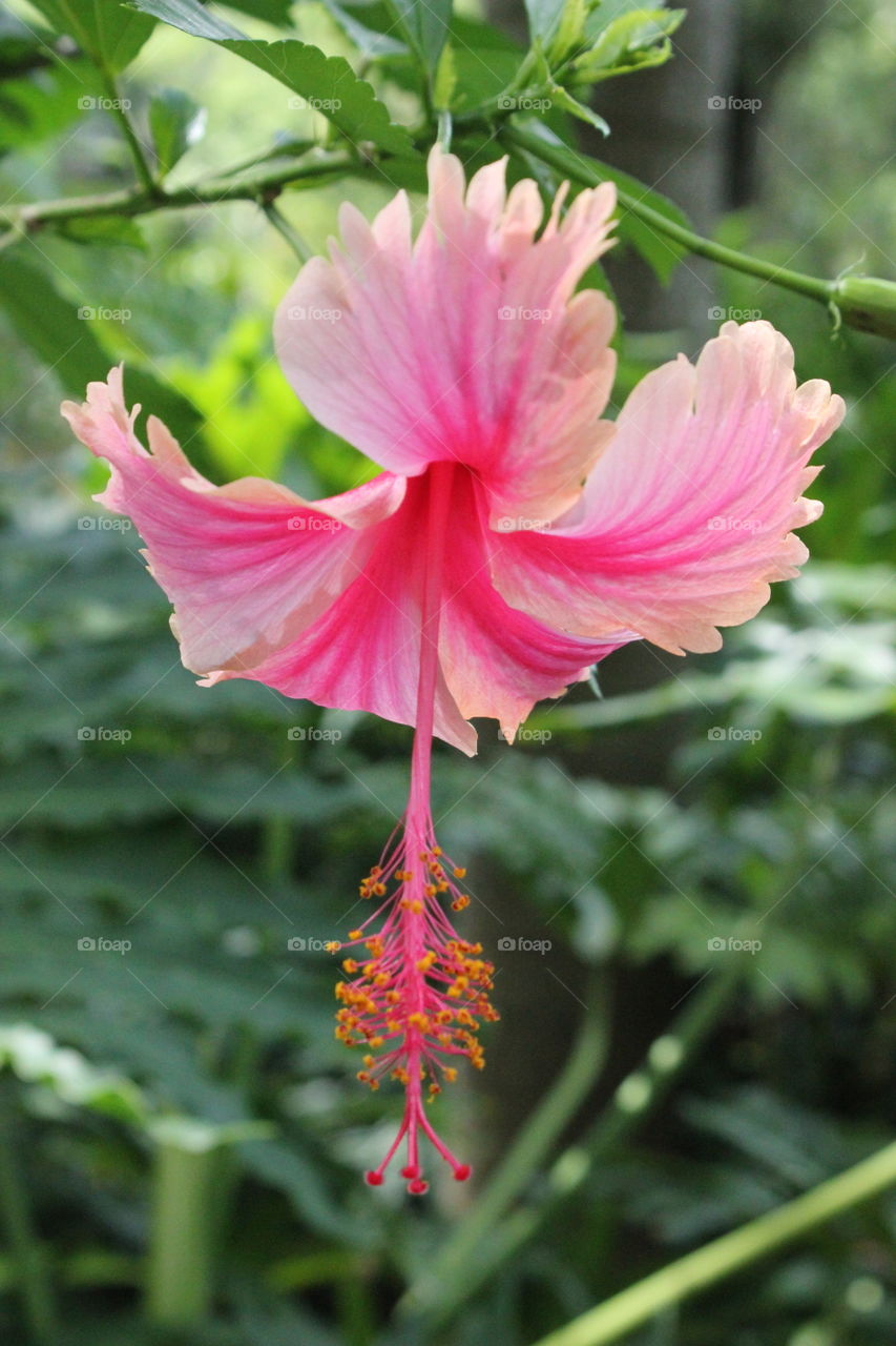 Disney flower. Flower at Disney world