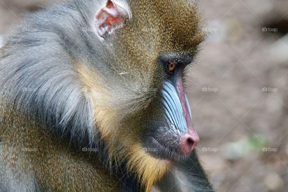 Mandrill